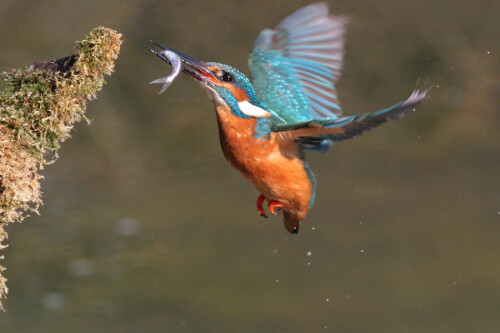 Weibchen fliegt nach erfolgreichem Tauchstoß Sitzwarte an, um den Fisch zu verzehren.

Aufnameort: Hessen
Kamera: EOS 20 D m. EF 100-400 m/m