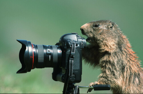 Murmeltier betätigt sich als Fotoassistent

Aufnameort: Hohe Tauern / Österreich
Kamera: Canon F 1 m. FD 500 L