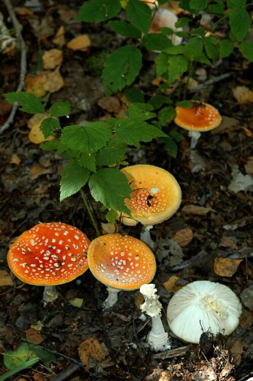 fliegenpilz-amanita-muscaria-11674.jpeg