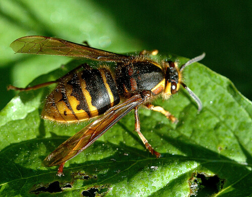 kleine-hornisse-dolichovespula-media-11815.jpeg