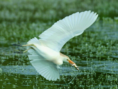 Zweites Frühstück: Ein Kuhreiher (Bubulcus ibis) hat sich einen Frosch geschnappt. Dem italienischen Fotografen Massimo Bottoni ist diese Aufnahme im Naturschutzgebiet am Santa-Luce-See in der Toskana gelungen. „Ich beobachtete, versteckt in meinem Tarnzelt, wie einige Kuhreiher dicht über die Wasseroberfläche flogen“, erzählt er. „Plötzlich wendete einer der Vögel ruckartig. Im Reflex begann ich, den Auslöser zu drücken. Wieder und wieder. Glücklicherweise konnte ich genau den Moment festhalten, in dem der Vogel es geschafft hat, einen Frosch im Wasser zu erwischen.“ <br>

<br>Die Aufnahme ist Sieger im Wettbewerb "Naturschätze Europas"

<DIV style="border: 1px solid #87CA3D; margin: 10px; padding: 10px;">Der Fotowettbewerb</b><BR><BR>
<i>Seit nunmehr 14 Jahren rufen die Umweltstiftung Euronatur, die Deutsche Lufthansa, </I><B>natur+kosmos</B><I> und – seit einem Jahr das Naturfilmfestival NaturVision – gemeinsam Leser und Naturfreunde dazu auf, die Naturschätze Europas im Bild festzuhalten und ihre faszinierendsten Fotos zu schicken. Eine Auswahl der 40 besten Bilder wird vom 6.9. bis 23.10. in Freyung auf Schloss Wolfstein als Fotoausstellung zu sehen sein. Die zwölf schönsten Aufnahmen schmücken den Wandkalender „Naturschätze Europas“. Der kommende Wettbewerb ist bereits in Planung, die Teilnahmebedingungen werden Anfang 2008 in </I><B>natur+kosmos</B><I> veröffentlicht.</i><BR><a href=http://www.euronatur.de>www.euronatur.de</a></DIV>

Aufnameort: Santa-Luce-See, Toskana, Italien
Kamera: Nikon D200 (f4/300mm)