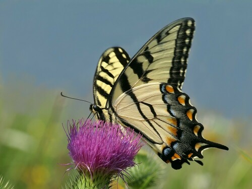 Schwalbenschwanz 
Ein auch hier heimischer Schmetterling. 


Aufnameort: Chicago
Kamera: Konica Minolta Dynax 7D