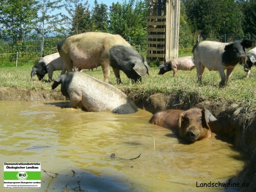 Eine Aufnahme auf unserem Hof im Sommer 2008 bei sehr heißer Witterung; die Tiere brauchen die Abkühlung um die überschüssige Temparatur abzusondern, den Sie können fast nicht Schwitzen. Mit solchen Bildern kommt so Macher betrachter auf den flälschlien Gedanken das Schweine dreckige Tiere wären.

Aufnameort: Bayern - Bayerischer Wald - Kirchberg im Wald - Biohof "Beim Schuster" - Weidefläche mit Suhle
Kamera: Digitalkamera Casio EX-120 / 7,2 mp