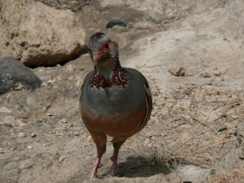 huhn-2543.jpeg