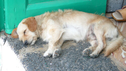 dorfhund-bei-der-siesta-1916.jpeg