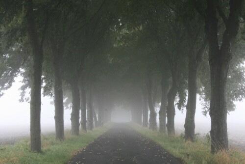 allee-im-nebel-22792.jpeg