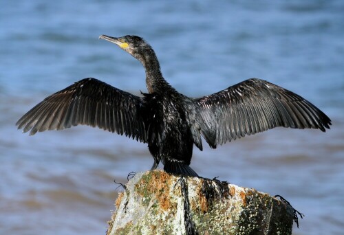 atlantischer-kormoran-phalacrocorax-carbo-carbo-1108.jpeg