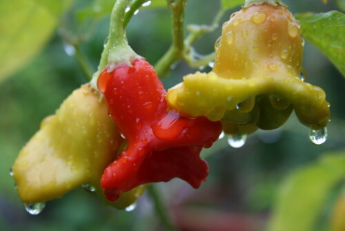 Glockenchilli nach Regenschauer mit Wassertropfen

Aufnameort: München
Kamera: Canon EOS 350D