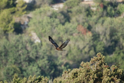 Jährlich sterben hunderte Greifvögel auf Malta im Kugelhagel skrupelloser Wilderer. Ein halbwegs sicherer Ort ist da noch Busket Garden. Das Bild zeigt einen diesjährigen Wespenbussard auf der Suche nach einer Übernachtungsmöglichkeit.

Aufnameort: Busket Garden, Malta
Kamera: Nikon D80