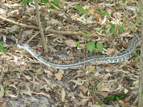 Tigerpython (Python molurus)

Aufnameort: Australien
