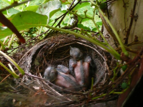 Die 2. Brut unserer Amsel am Treppenhausfenster konnte ich beobachten, wenn Frau Amsel selbst auf Futtersuche war. Die erste Brut hatte 5 Eier, die zweite zunächst 3, davon wurden diese 2 flügge.

Aufnameort: Dresden
Kamera: Panasonic, DMC-TZ2