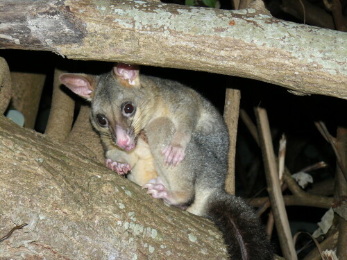 Fuchskusu (Trichosurus vulpecula)

Aufnameort: Australien
