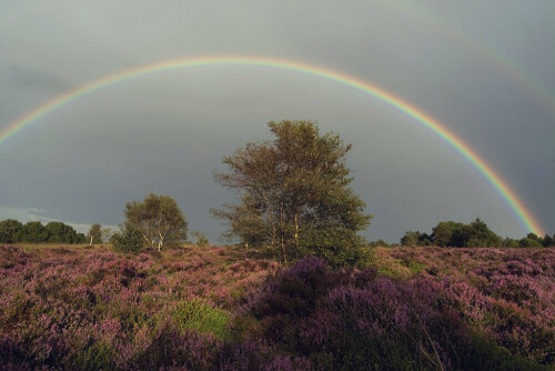 Im August blüht die Heide - nach einem feuchten Sommer - 2007 - blühte sie drei Wochen lang überschwenglich

Aufnameort: DK - Westjütland - Nörholm /Varde
Kamera: Fuji FinPix S2 Pro