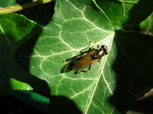 eine Schwebfliege - Xylota segnis- am Teich

Aufnameort: Berlin -Lichterfelde
Kamera: Caplio R6