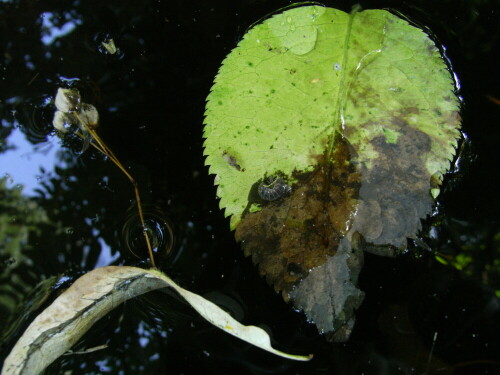 Eine Kellerassel fiel in einen Teich auf ein Blatt und entschwebte..

Aufnameort: Berlin -Lichterfelde
Kamera: Caplio R6