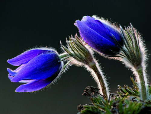 Die Küchenschelle (Pulsatilla vulgaris) blühte auf einer Bergkuppe in der Rheinhessischen Schweiz. <br>

<br>Die Aufnahme erreichte den 4.Platz im Wettbewerb "Naturschätze Europas".

<DIV style="border: 1px solid #87CA3D; margin: 10px; padding: 10px;">Der Fotowettbewerb</b><BR><BR>
<i>Seit nunmehr 14 Jahren rufen die Umweltstiftung Euronatur, die Deutsche Lufthansa, </I><B>natur+kosmos</B><I> und – seit einem Jahr das Naturfilmfestival NaturVision – gemeinsam Leser und Naturfreunde dazu auf, die Naturschätze Europas im Bild festzuhalten und ihre faszinierendsten Fotos zu schicken. Eine Auswahl der 40 besten Bilder wird vom 6.9. bis 23.10. in Freyung auf Schloss Wolfstein als Fotoausstellung zu sehen sein. Die zwölf schönsten Aufnahmen schmücken den Wandkalender „Naturschätze Europas“. Der kommende Wettbewerb ist bereits in Planung, die Teilnahmebedingungen werden Anfang 2008 in </I><B>natur+kosmos</B><I> veröffentlicht.</i><BR><a href=http://www.euronatur.de>www.euronatur.de</a></DIV>


Kamera: Nikon D200 (f4/200)