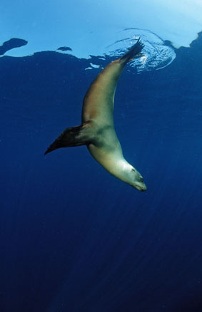 Kalifornischer Seelöwe (Zalophus californianus)


