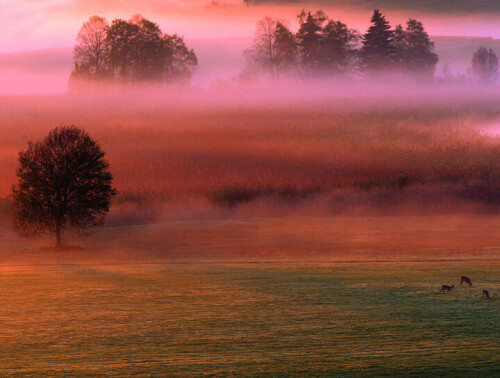 Sanft wabernder Nebel, ein Hauch Morgenröte und ein 
Sprung Rehe. Dafür lohnte sich das frühe Aufstehen. Harald 
Farkaschovsky war zeitig draußen an diesem Oktobermorgen. Entstanden ist das Bild kurz nach Sonnenaufgang bei Füssen 
im Allgäu. <br>

<br>Die Aufnahme belegte den 6. Platz im Wettbewerb "Naturschätze Europas".

<DIV style="border: 1px solid #87CA3D; margin: 10px; padding: 10px;">Der Fotowettbewerb</b><BR><BR>
<i>Seit nunmehr 14 Jahren rufen die Umweltstiftung Euronatur, die Deutsche Lufthansa, </I><B>natur+kosmos</B><I> und – seit einem Jahr das Naturfilmfestival NaturVision – gemeinsam Leser und Naturfreunde dazu auf, die Naturschätze Europas im Bild festzuhalten und ihre faszinierendsten Fotos zu schicken. Eine Auswahl der 40 besten Bilder wird vom 6.9. bis 23.10. in Freyung auf Schloss Wolfstein als Fotoausstellung zu sehen sein. Die zwölf schönsten Aufnahmen schmücken den Wandkalender „Naturschätze Europas“. Der kommende Wettbewerb ist bereits in Planung, die Teilnahmebedingungen werden Anfang 2008 in </I><B>natur+kosmos</B><I> veröffentlicht.</i><BR><a href=http://www.euronatur.de>www.euronatur.de</a></DIV>

Aufnameort: Allgäu
Kamera: Canon EOS 3 (f11/70-200mm)