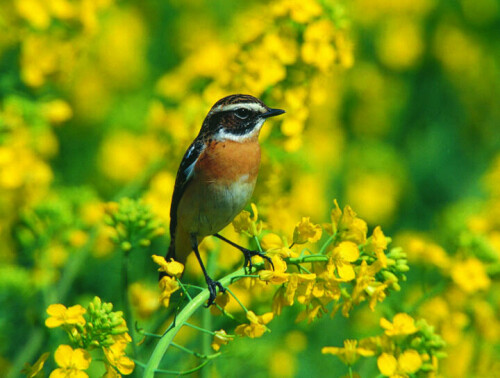 Braunkehlchen (Saxicola rubetra) im Rapsfeld, aufgenommen im 
fränkischen Frühling. <br>

<br>Die Aufnahme belegte den 10. Platz im Wettbewerb "Naturschätze Europas".

<DIV style="border: 1px solid #87CA3D; margin: 10px; padding: 10px;">Der Fotowettbewerb</b><BR><BR>
<i>Seit nunmehr 14 Jahren rufen die Umweltstiftung Euronatur, die Deutsche Lufthansa, </I><B>natur+kosmos</B><I> und – seit einem Jahr das Naturfilmfestival NaturVision – gemeinsam Leser und Naturfreunde dazu auf, die Naturschätze Europas im Bild festzuhalten und ihre faszinierendsten Fotos zu schicken. Eine Auswahl der 40 besten Bilder wird vom 6.9. bis 23.10. in Freyung auf Schloss Wolfstein als Fotoausstellung zu sehen sein. Die zwölf schönsten Aufnahmen schmücken den Wandkalender „Naturschätze Europas“. Der kommende Wettbewerb ist bereits in Planung, die Teilnahmebedingungen werden Anfang 2008 in </I><B>natur+kosmos</B><I> veröffentlicht.</i><BR><a href=http://www.euronatur.de>www.euronatur.de</a></DIV>

Aufnameort: Franken
Kamera: Canon EOS 1N (f4/500mm)