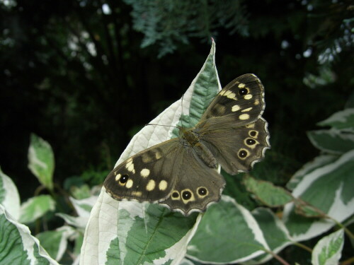 Waldbrettspiel, ein Schmetterling

Aufnameort: Berlin -Lichterfelde
Kamera: Caplio R6