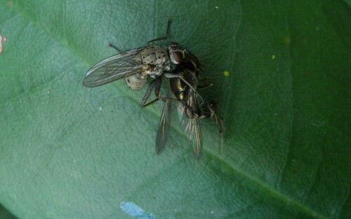 fliegenclinch-auf-einem-rhododendronblatt-304.jpeg