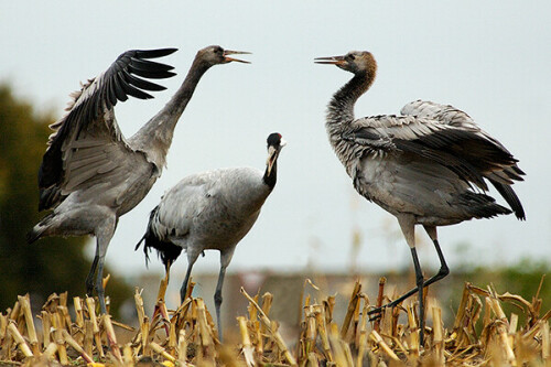 graukraniche-grus-grus-230.jpeg