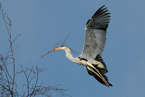 graureiher-ardea-cinerea-231.jpeg