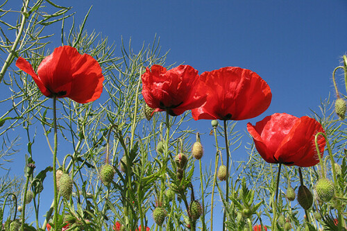 klatschmohn-papaver-rhoeas-226.jpeg