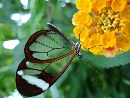 

Aufnameort: Mainau
Kamera: Sony DSC-W55