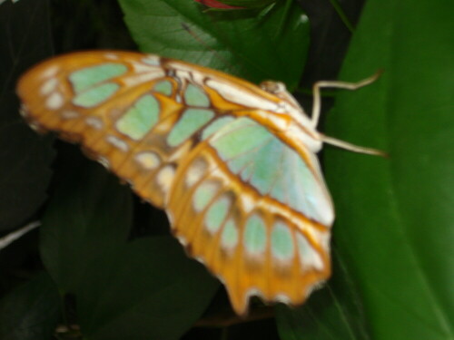 

Aufnameort: Mainau
Kamera: Sony DSC-W55