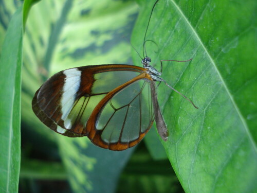 

Aufnameort: Mainau
Kamera: Sony DSC-W55