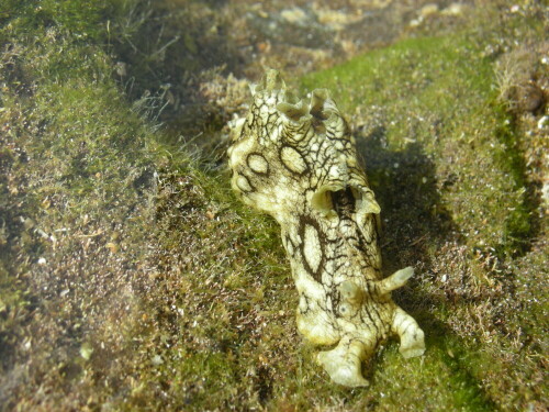 entdeckt in einer kleinen Wasserlache bei Ebbe

Aufnameort: Lanzarote
