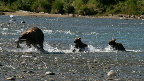 Eine Bärin hat einen Lachs erbeutet, aufgeregt rennen danach ihre beiden Jungen hinterher

Aufnameort: McNeil River, Alaska
Kamera: Canon 400D