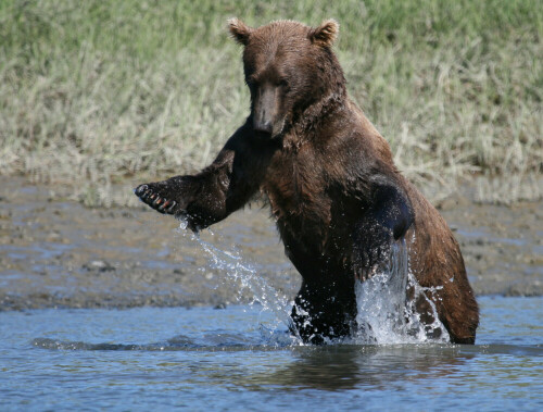 Ein großer Grizzlybär versucht sein Glück beim Lachsfischen

Aufnameort: Mikfik Creek, nähe McNeil River, Alaska
Kamera: Canon 400D