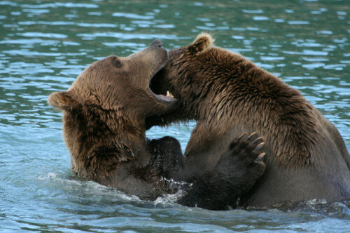 2 Bären spielen nach einer ausgiebigen Lachsmahlzeit miteinander - intensiv und immer wieder fast zärtlich

Aufnameort: McNeil River, Alaska
Kamera: Canon 400D