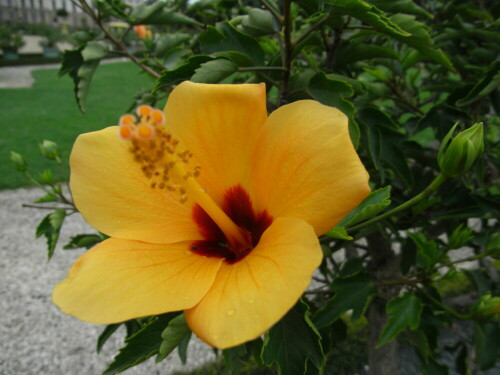 hibiscus-409.jpeg