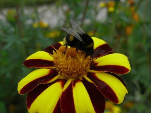 Hummel besucht eine Abendschönheit

Aufnameort: Berlin - Charlottenburg
Kamera: Caplio R6