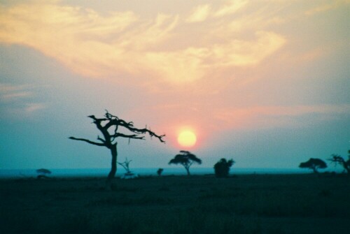 

Aufnameort: Tanzania, Ostafrika
Kamera: Nikon, Coolpix P5100