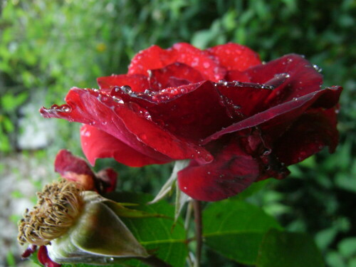 Vergangenes und Neues..
Rosen im Regen

Aufnameort: Berlin -Lichterfelde
Kamera: Caplio R6