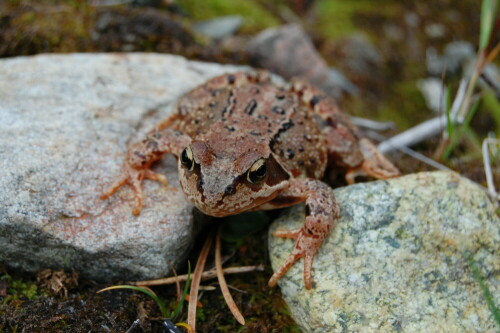 

Aufnameort: Norwegen
Kamera: Nikon D40