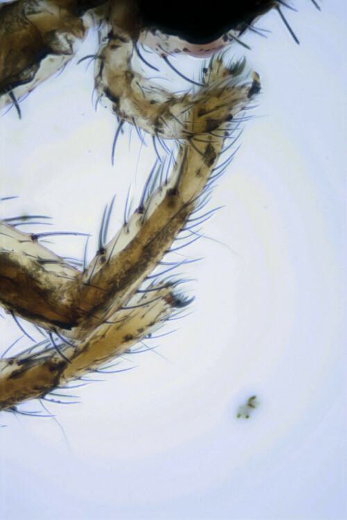 Mikroskopische Aufnahme vom Spinnenbein. Es sind deutlich die Kralle und die feinen Sinneshärchen zu sehen. Die Vergrößerung beträgt ca. 40 fach


Kamera: EOS 300D