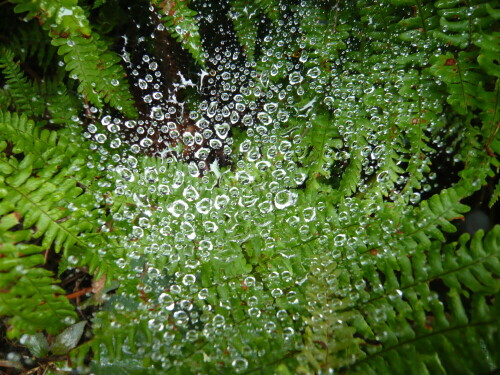 Spinnennetz mit Regentropfen vor Farn

Aufnameort: Im Hausgarten
Kamera: Panasonic DMC-FX33