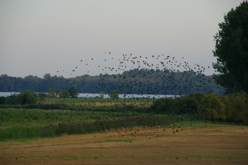 

Aufnameort: Ketzin/Havel Trebelsee
