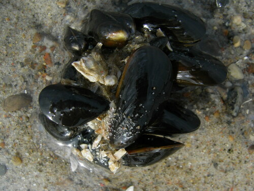 die Ostsee zieht sich zurück und legt eine Miesmuschelkolonie frei,die Tiere halten sich mit Byssusfäden zusammen...

Aufnameort: Ostsee , Kühlungsborn
Kamera: Caplio R6