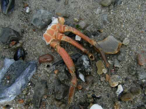 Die Ostsee zieht sich zurück und präsentiert : Miesmuscheln, Krebsteile, Steine

Aufnameort: Ostsee , Kühlungsborn
Kamera: Caplio R6