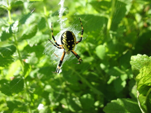 Spinne im Netz

Aufnameort: Garten in Canada
