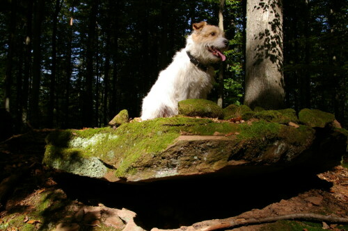 Das mir der Hund das Liebste sei, sagst Du oh' Mensch sei Sünde.
Der Hund blieb mir im Sturme treu, der Mensch nicht mal im Winde.

Aufnameort: ein Jagdansitz im Pfälzer Wald
Kamera: Pentax 100D