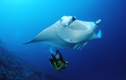 Mantarochen (Manta birostris)


