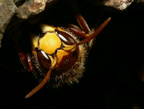 Eine Hornissenarbeiterin sitzt im Nesteingang. Wunderbar kann man den "Pelz" erkennen.

Aufnameort: Lüneburg, Wildlife
Kamera: Konica Minolta Dynax 7D, Sigma Makro 105 mm