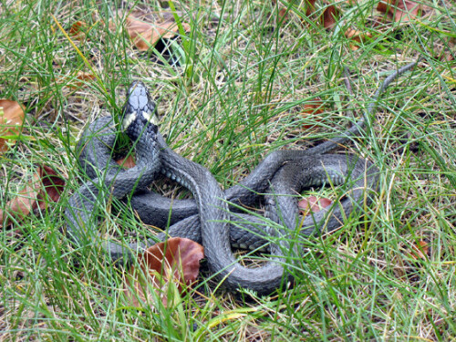 Wer durch den Königswald wandert, hört es an sonnig-warmen Tagen ab und zu am Wegesrand im trockenen Laub rascheln. Es sind meist aufgeschreckte Eidechsen, die sich gesonnt hatten. Manchmal ist es aber auch eine Schlange. Diese hier sonnte sich auf einer kleinen Lichtung im Gras. Ich hatte sie rechtzeitig entdeckt, ohne sie aufzuschrecken. Es war eine stattliche Ringelnatter (Natrix natrix), leicht zu erkennen an den beiden leuchtend gelben Streifen am Hinterkopf, und völlig ungefährlich.

Aufnameort: Königswald bei Potsdam
Kamera: Canon PowerShot A610